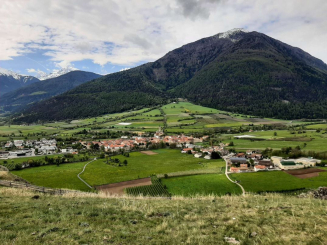 Obstwiese Glurns mit Weinreben