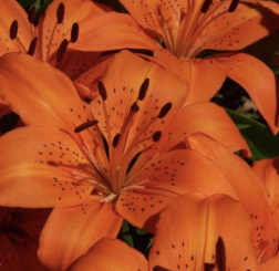 Feuerlilien feuer orange