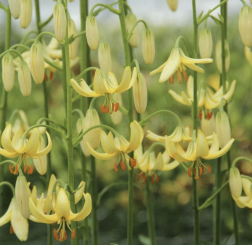 Türkenbundlilie gelb