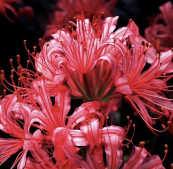 Spinnenlilien hellrot