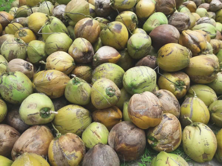 Kokosnuss Macapuno Butter 